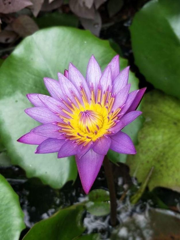 CLOSE-UP OF WET LOTUS WATER LILY BLOOMING IN GARDEN