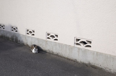 Cat sitting on wall in city