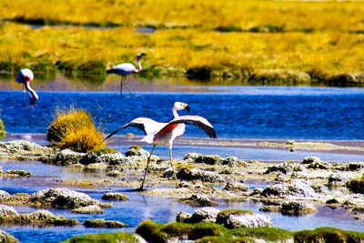 View of birds on beach