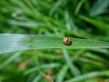 Close-up of ladybug on leaf