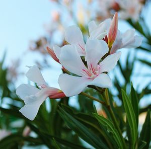 Close-up of fresh white flowers blooming on tree