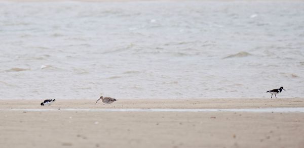 Birds on beach