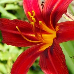 Close-up of red flower