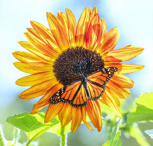 Close-up of butterfly pollinating on sunflower