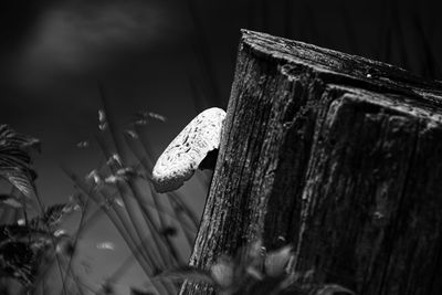 Close-up of mushroom growing on tree trunk