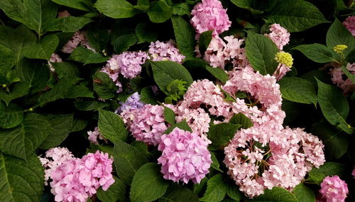 Close-up of pink hydrangea flowers in garden