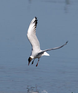 Seagull flying over lake