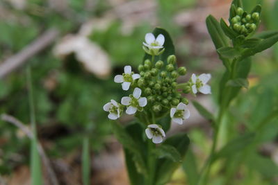 Close-up of white flowering plant