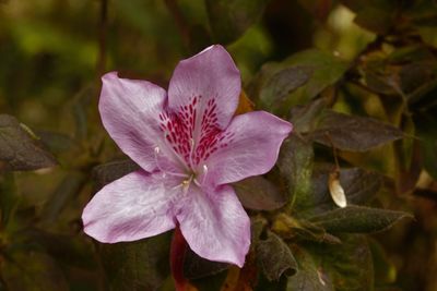 Close-up of purple flower blooming in park