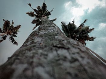 Low angle view of coconut palm tree against sky