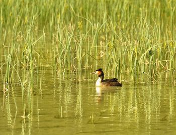 Duck swimming on lake