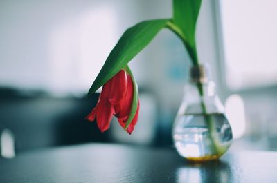 Close-up of red rose in water