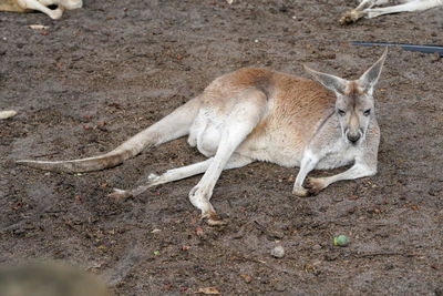 High angle view of animal on field