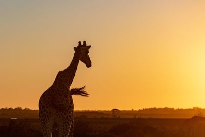 View of lizard on field during sunset