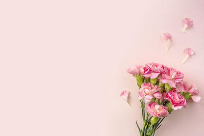 Close-up of pink flower against white background