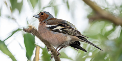 Close-up of bird perching on branch