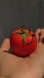 Close-up of hand holding tomato