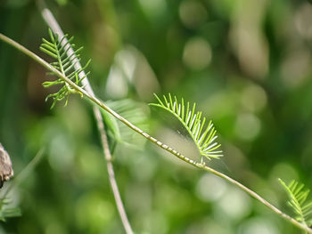 Close-up of fresh green leaves