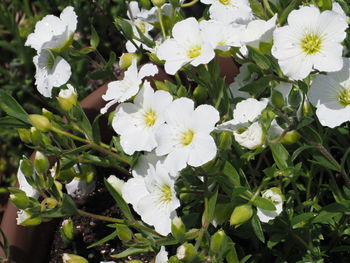 Close-up of white flowering plant