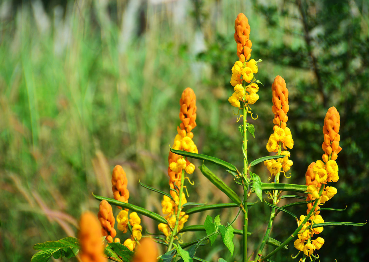 CLOSE-UP OF YELLOW FLOWERING PLANT ON LAND