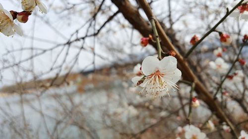 Close-up of flowers on branch