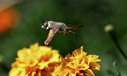 Close-up of butterfly on flower