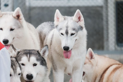 Portrait of two dogs