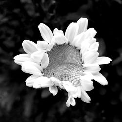 Close-up of white flowers blooming outdoors
