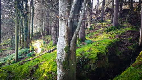 Trees in forest