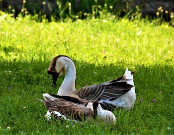 Close-up of swan on field