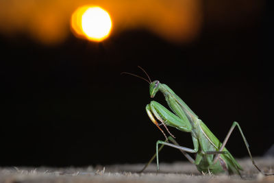 Mantis patiently posing at sunset and lurking. close up of insect in the nature