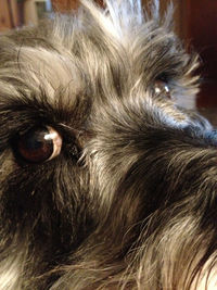 Close-up of dog