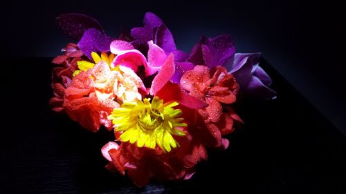 Close-up of pink flower over black background