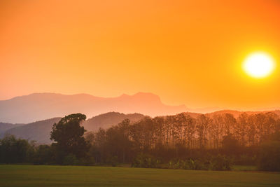 Silhouette trees on field against orange sky