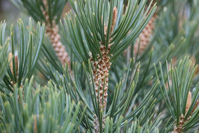 Closeup pine tree