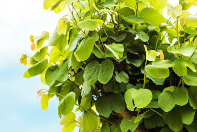 Low angle view of fresh green plant against sky