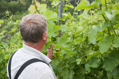 Rear view of man standing amidst plants