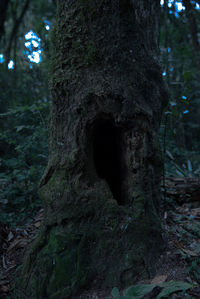 Close-up of tree trunk in forest