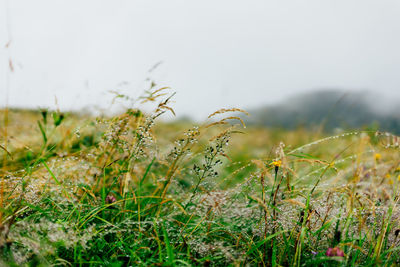 Close-up of flowering plants on field