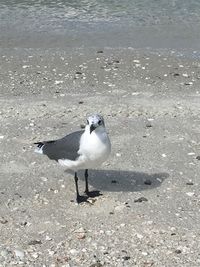 High angle view of seagulls on beach