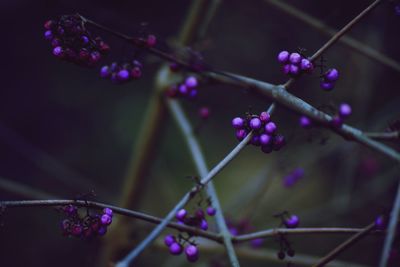 Close-up of purple flowers