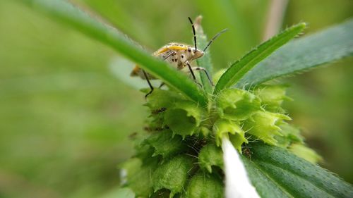 Close-up of insect on plant