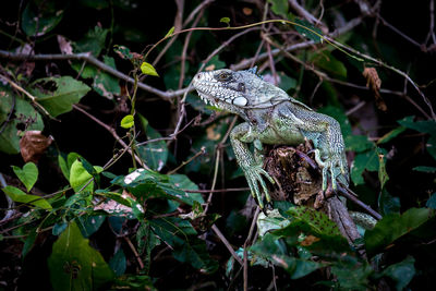 Close-up of lizard on plant