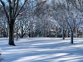 Bare trees on snow covered landscape