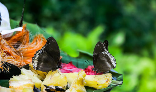 Close-up of butterfly pollinating on flower