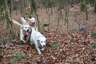 Portrait of dog in forest