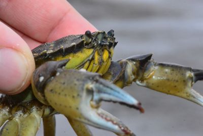 Close-up of hand holding sea