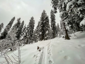 snow