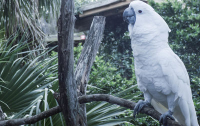 Close-up of bird perching on tree trunk