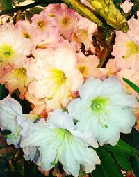 Close-up of pink flower